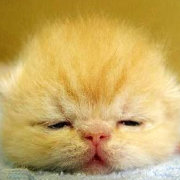 Yingying-__-