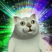 求知若渴憨憨猫