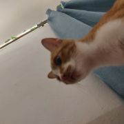 木子青争云