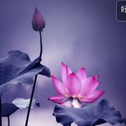 花瓣虫子