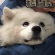 椒盐味儿的橘子