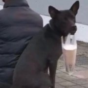 老狗杨