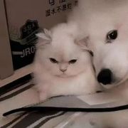 蜜月晚风与猫