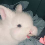 自定翼