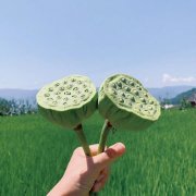 Pebble荔枝海盐味
