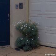 新于树正