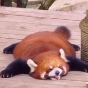是个属核桃的