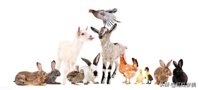 生肖兔、生肖羊、生肖鸡谁的心最软？谁最精明？