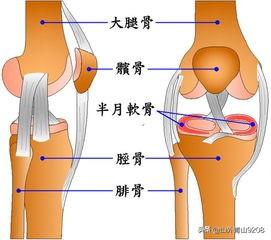 条友们，膝盖有声音怎么缓解？