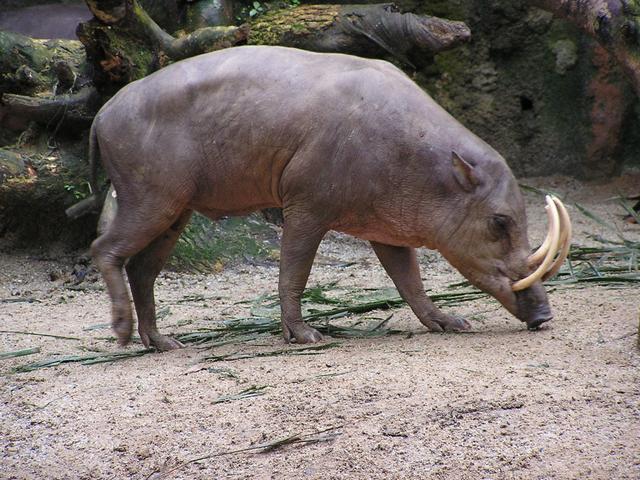 哪些生物进化到了死胡同？