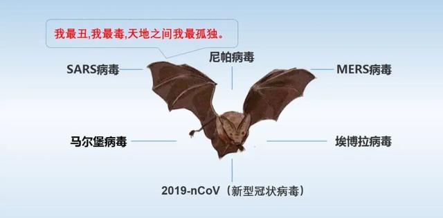 为什么既然蝙蝠的毒性这么大，人们却没有把蝙蝠列入五毒之内？
