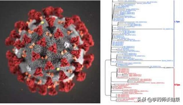 新冠状病毒出现了突变，已有两种亚型，这对我们意味着什么？