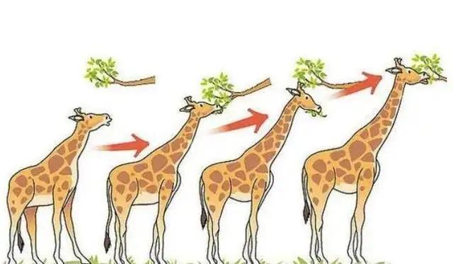 进化论如何解释长颈鹿的长脖子？为什么不是腿长或者舌头长？