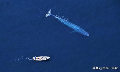 中国近海有鲸鱼吗？