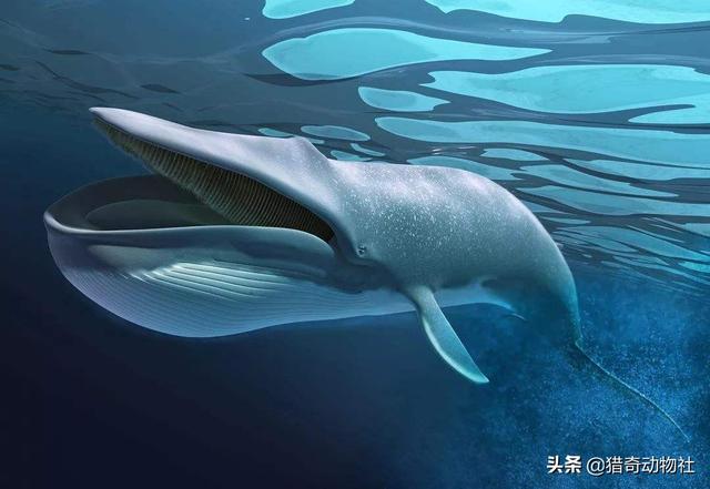 蓝鲸是地球上的“巨无霸”，它在海洋中有天敌吗？