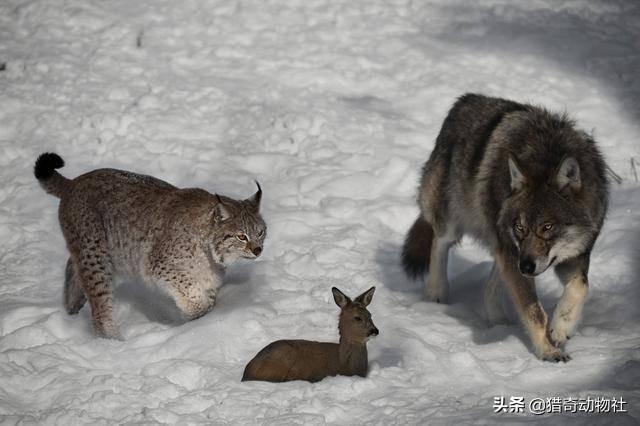 为什么有猫科动物这种顶级掠食者，还会有犬科动物？换言之为什么猫科没有淘汰犬科？