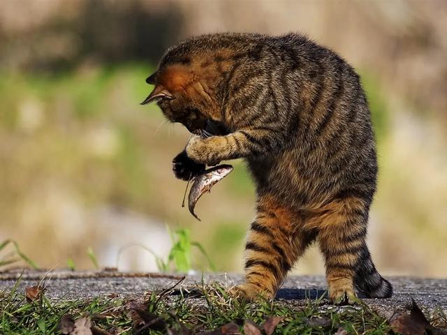 据说猫很擅长吃鱼且不会被鱼刺卡到，这种说法有科学依据吗？