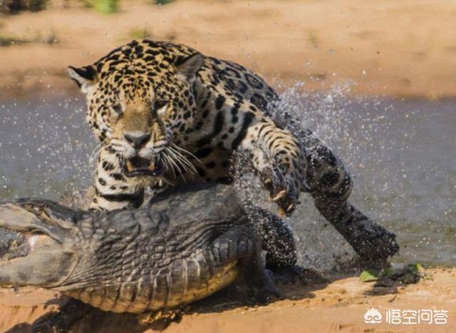 美洲虎捕食鳄鱼，真的只是猫吃“鱼”那么简单吗？