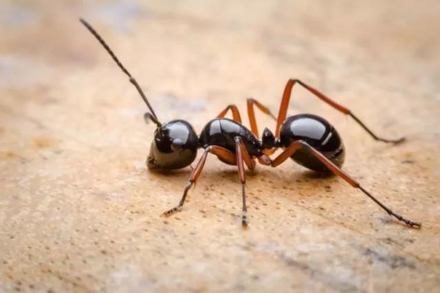 蚂蚁有五脏六腑吗？