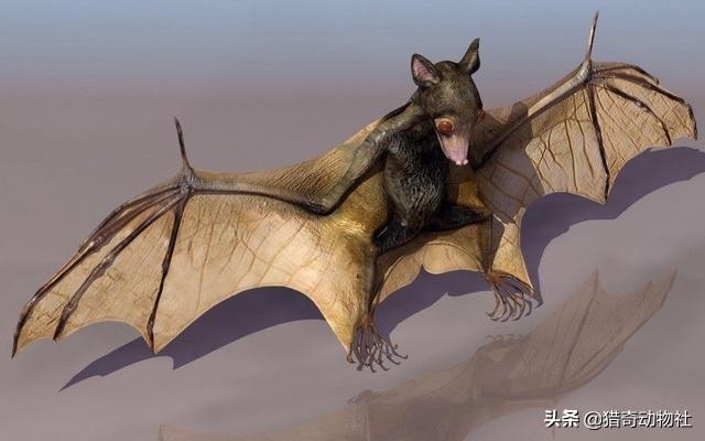 蝙蝠和老鼠对人类有危害，科学家为什么不想办法灭了它们？