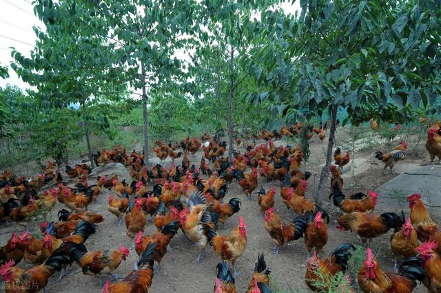 我们这农村不让养鸡，农村养鸡犯法吗？