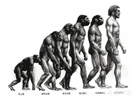 为何人和猿猴类背部相似而与其它哺乳动物完全不同？