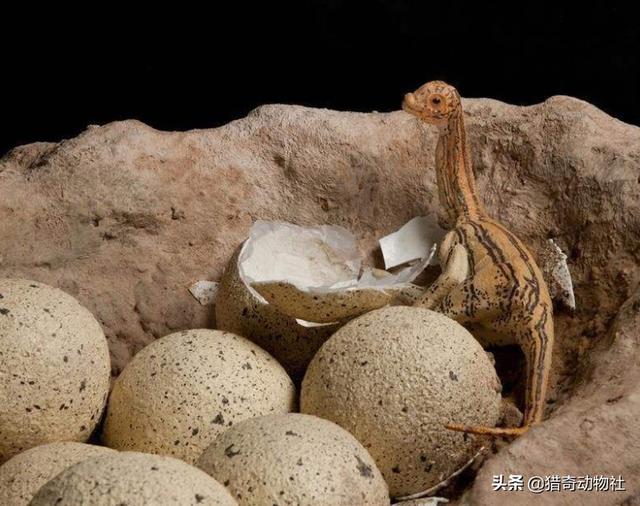 恐龙蛋为啥会形成化石？