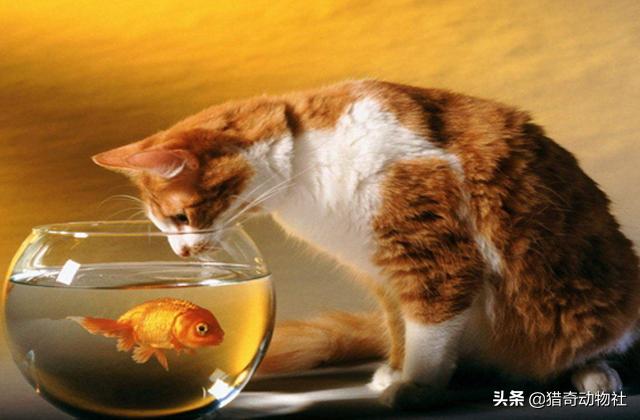 猫儿喜欢吃鱼，鱼儿生活在水里，猫又惧水，当初它们是怎样遇见的？