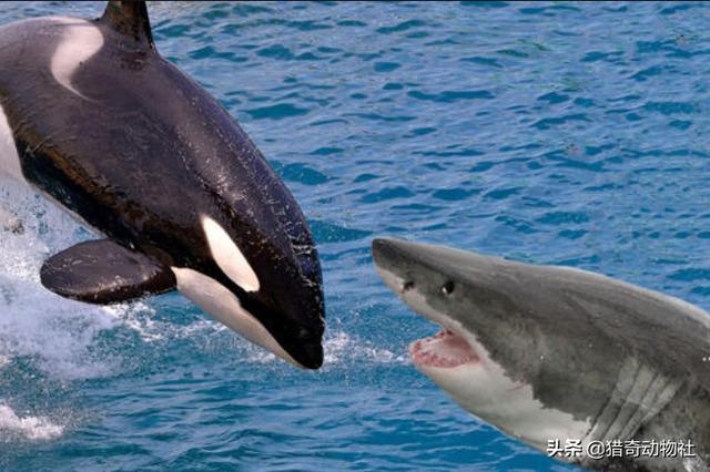 虎鲸为何是最厉害的海豚？虎鲸和大白鲨谁才是海洋霸主？