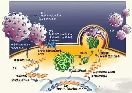 病毒传染力为什么会逐渐减弱？