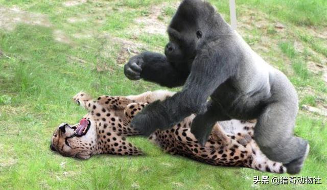 银背大猩猩vs美洲虎谁厉害？