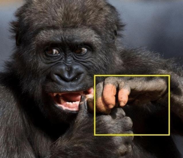 猩猩长出人类手指，是基因突变还是物种进化？