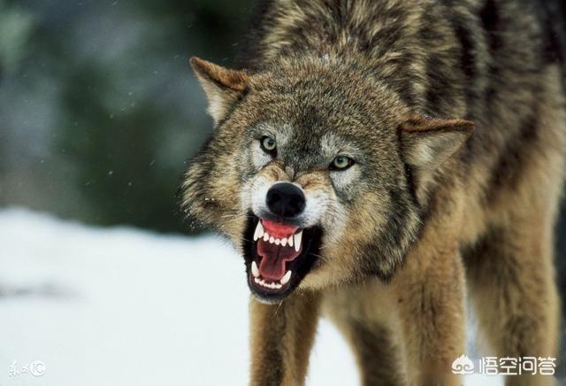 有人说狼是狗的祖先，那是狼退化了还是狗进化了呢？