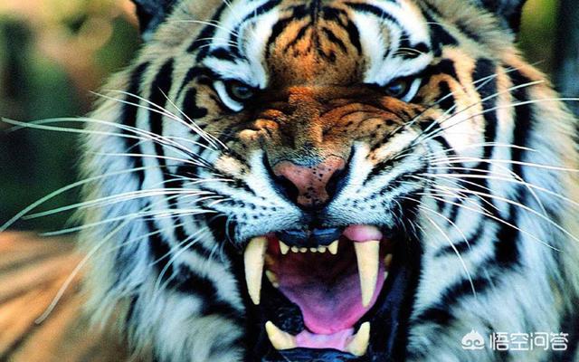 为什么老虎不是虎科动物而是猫科动物？