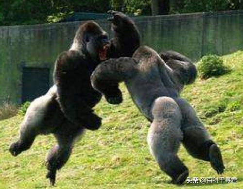 大猩猩VS战花豹，智商和灵活性双在线的大猩猩，会战败花豹吗？