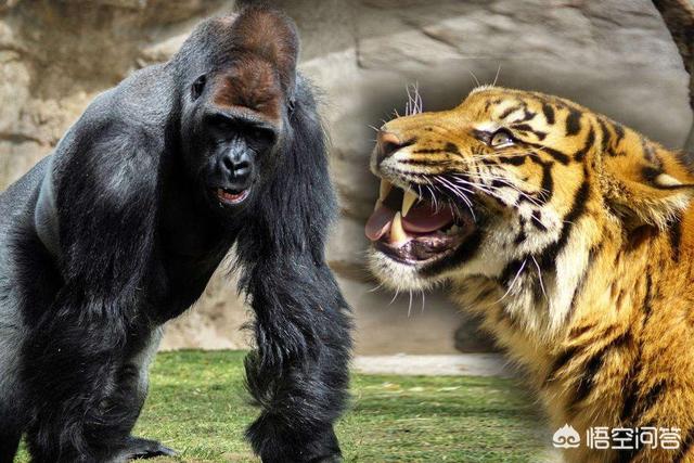 山地大猩猩VS老虎谁厉害？