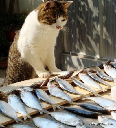 所有猫科动物都喜欢吃鱼吗？有何依据？