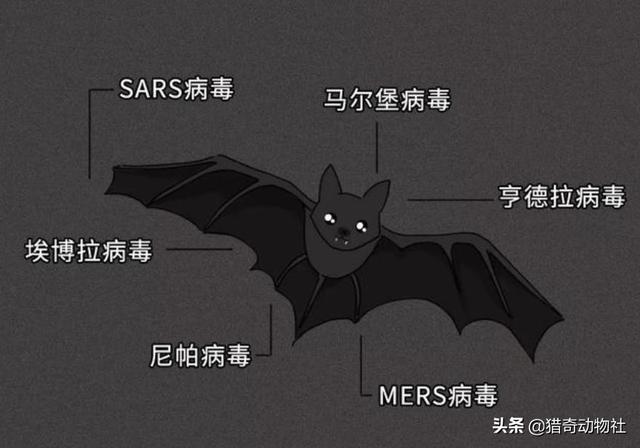 蝙蝠为什么那么毒？