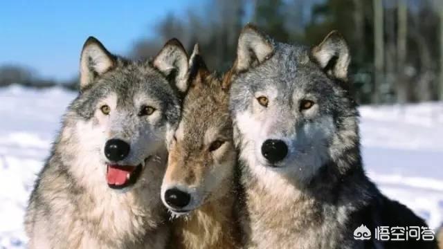 狗是远古人类驯服狼后进化来的，还是狼自身进化而来的？