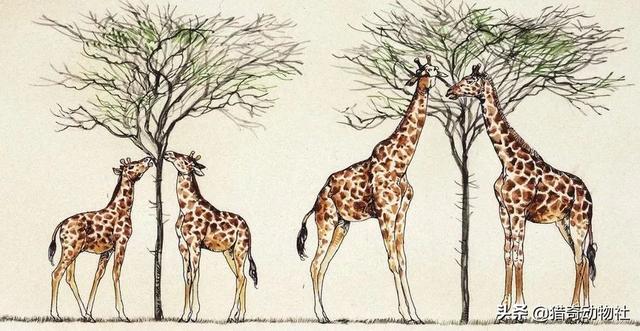 进化论中关于长颈鹿的说法真的对吗？