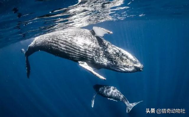 听说鲸鱼是哺乳动物，可它是通过什么方式来喂养小鲸鱼的呢？