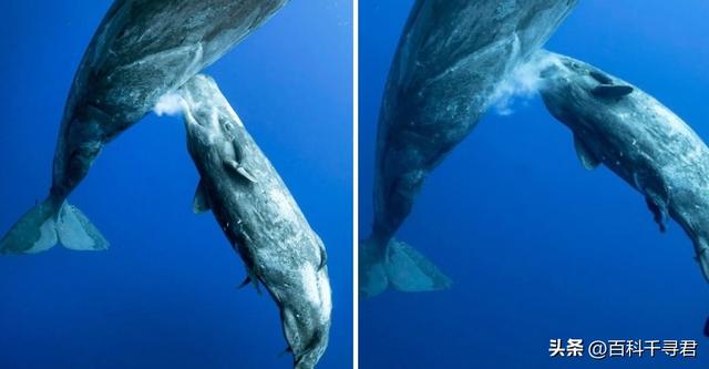 鲸鱼是一种哺乳动物，那么鲸鱼奶能不能给人喝，为什么？
