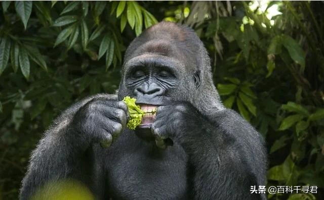 黑猩猩和大猩猩哪个厉害？