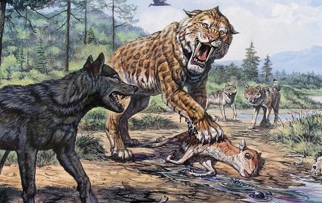 为什么犬科动物没有进化成大型猫科动物那样大的体型？