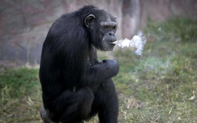 黑猩猩可以聪明到什么程度？