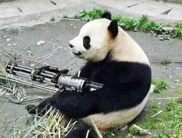 国宝大熊猫都有哪些天敌？