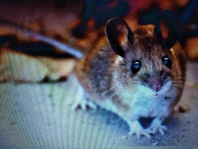 老鼠可以吃吗？对人体是否健康？