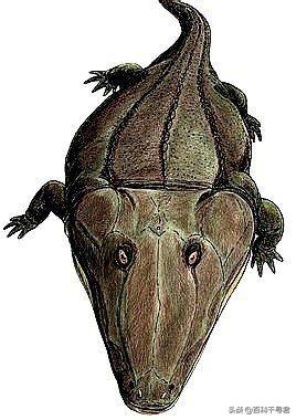 恐龙之前的地球霸主霸王蝾螈，若它还在，恐龙还有崛起的机会吗？