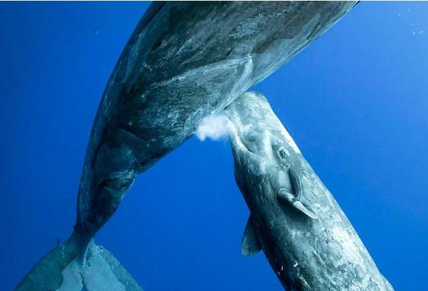鲸鱼是通过母乳喂养，那小鲸鱼吃奶的时候怎么避免喝进海水？