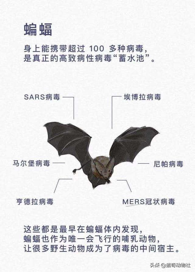 蝙蝠给人类带来了什么好处？